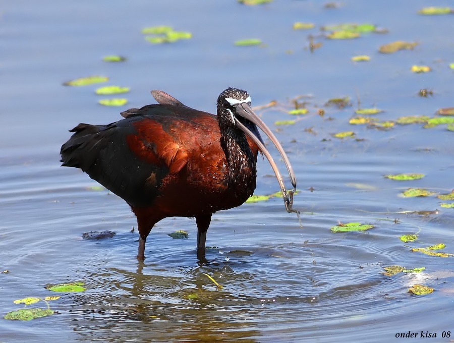 Glossy Ibis