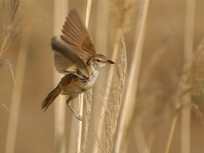 Great Reed Warbler