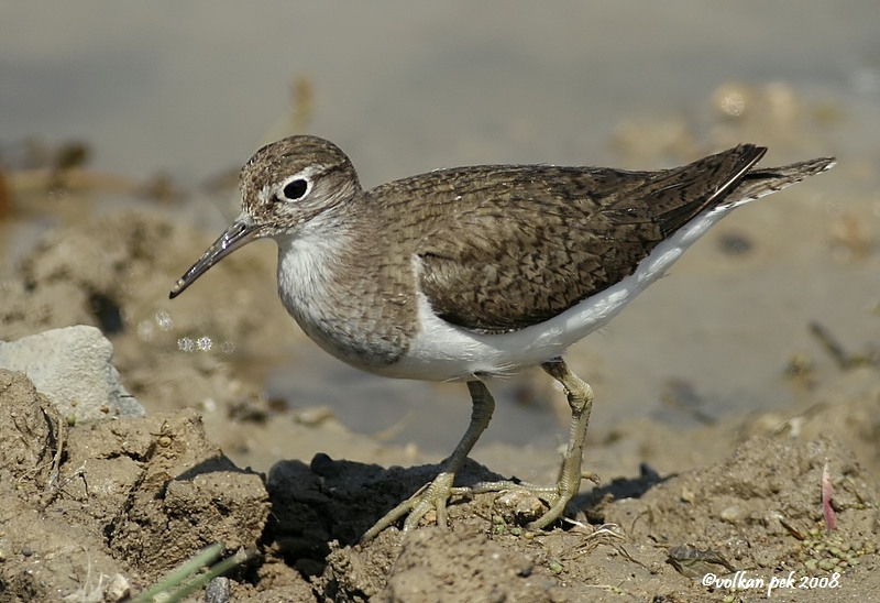 Common Sandpiper