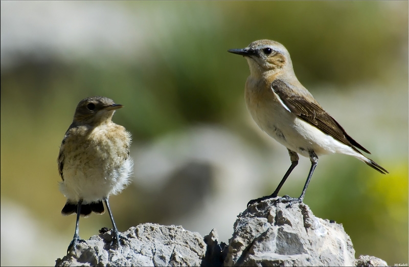 Northern Wheatear