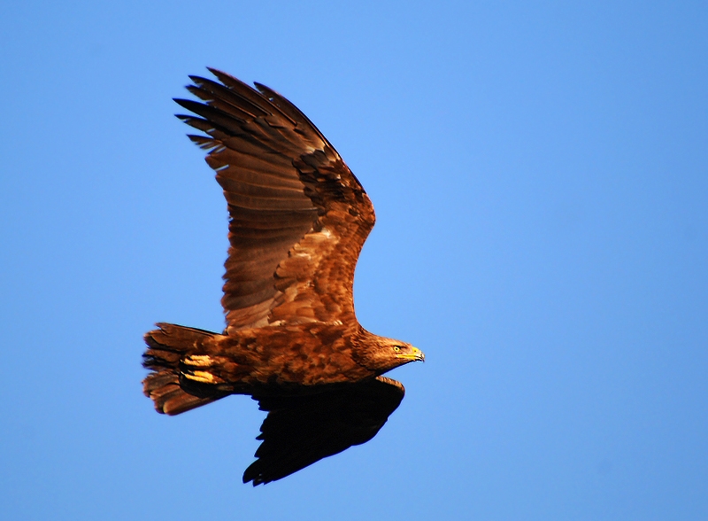 Lesser Spotted Eagle