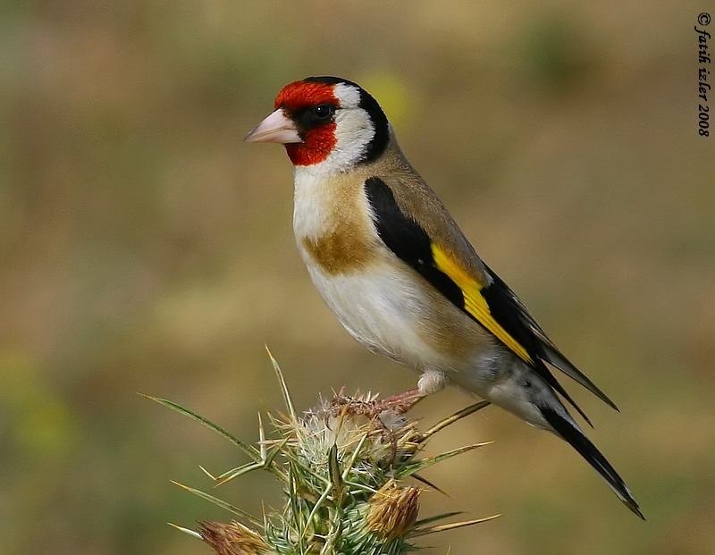 European Goldfinch