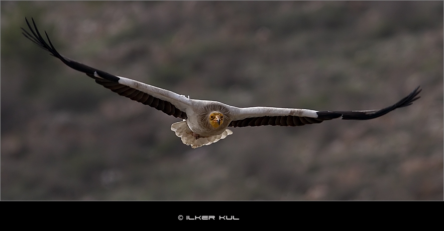 Egyptian Vulture