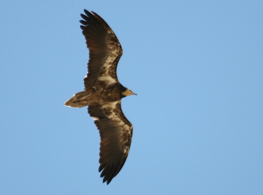 Egyptian Vulture