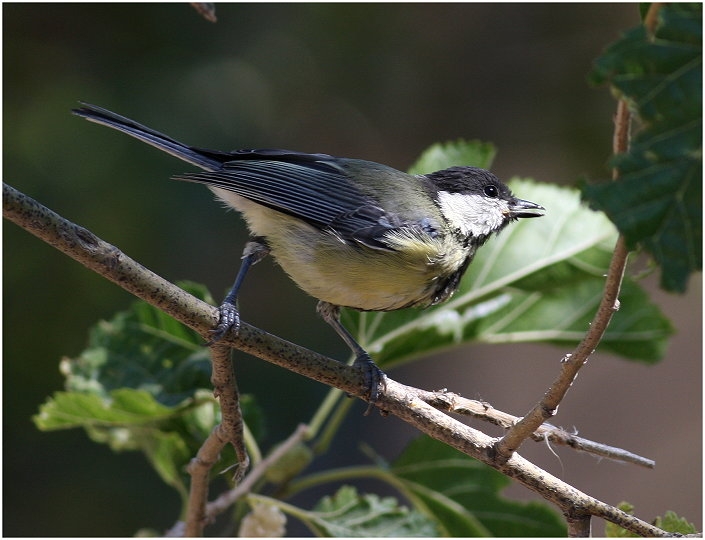 Great Tit