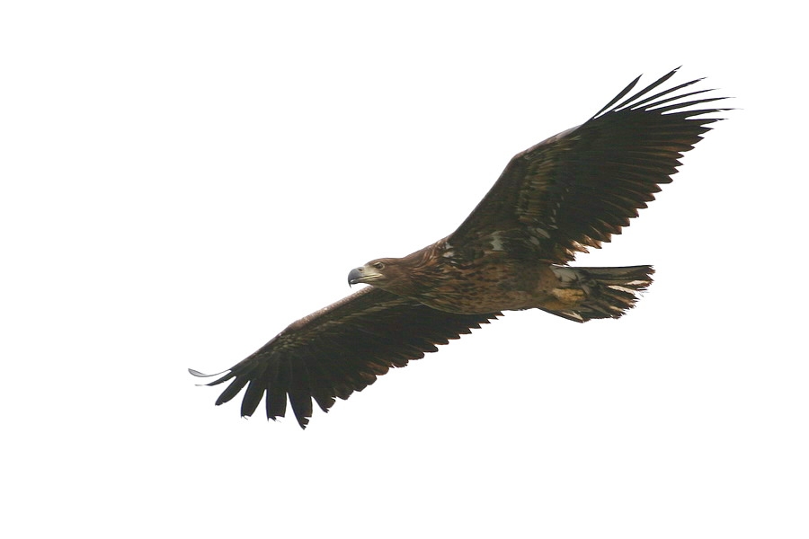 Akkuyruklu Kartal