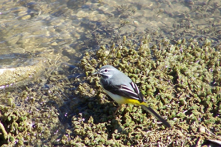 Dağ Kuyruksallayanı
