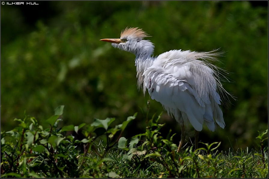 Western Cattle Egret