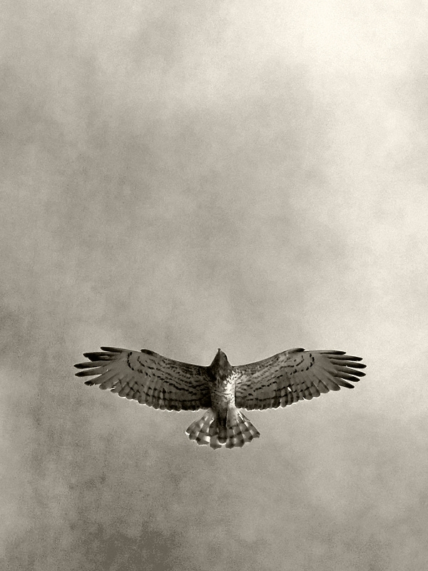 Short-toed Snake Eagle