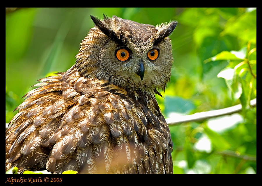 Eurasian Eagle-Owl