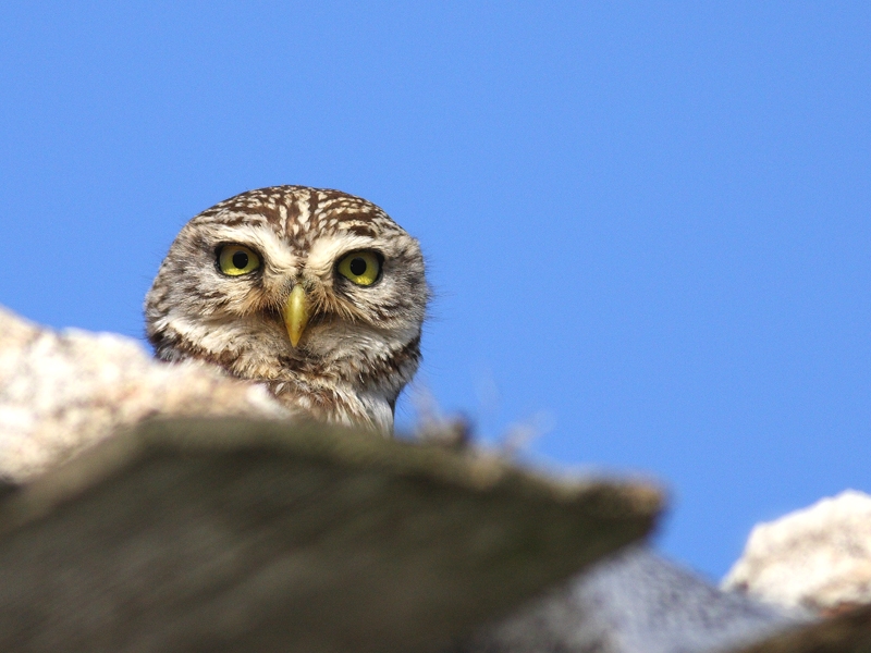 Little Owl