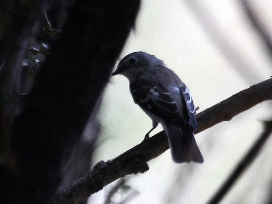Semicollared Flycatcher
