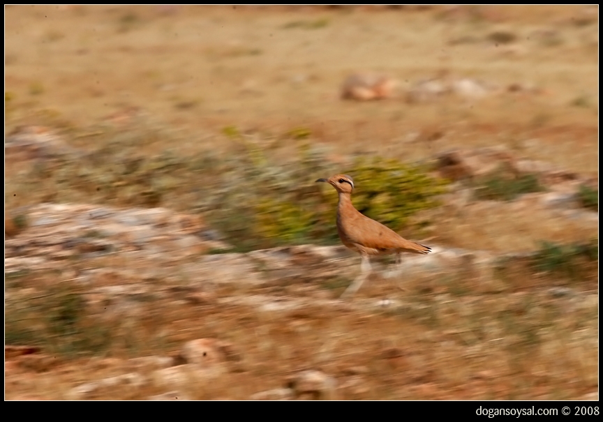 Cream-colored Courser