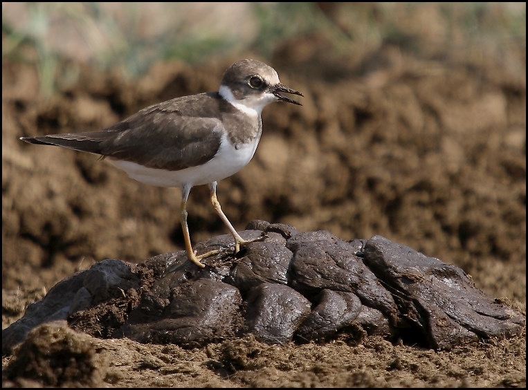 Little Ringed Plover
