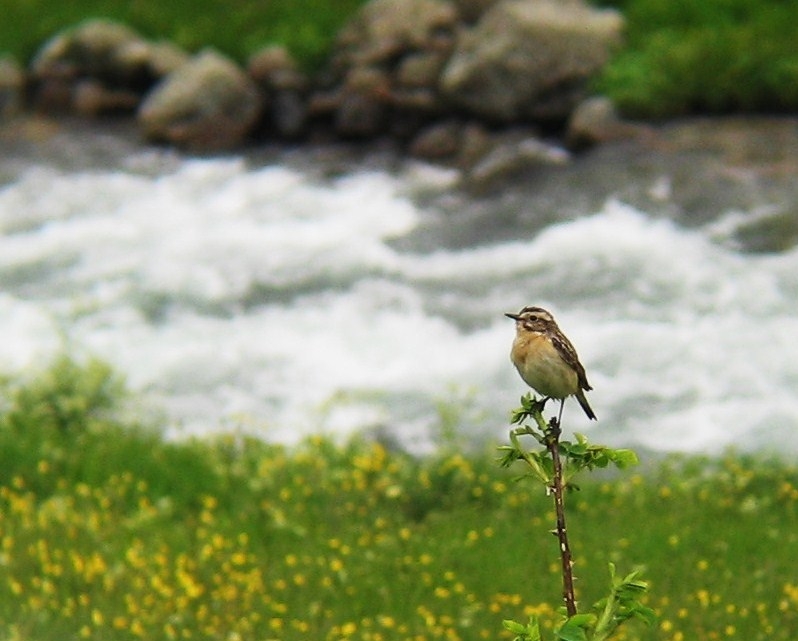 Whinchat