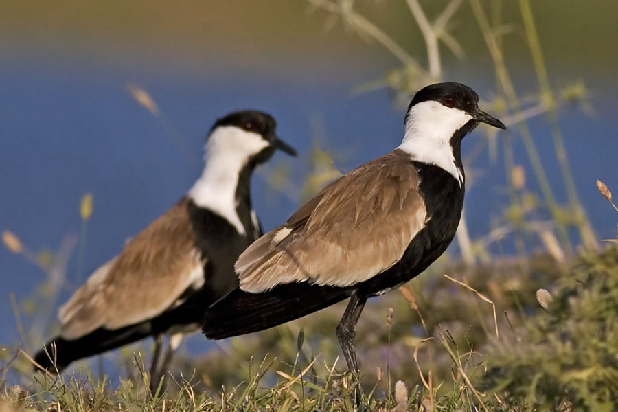 Spur-winged Lapwing