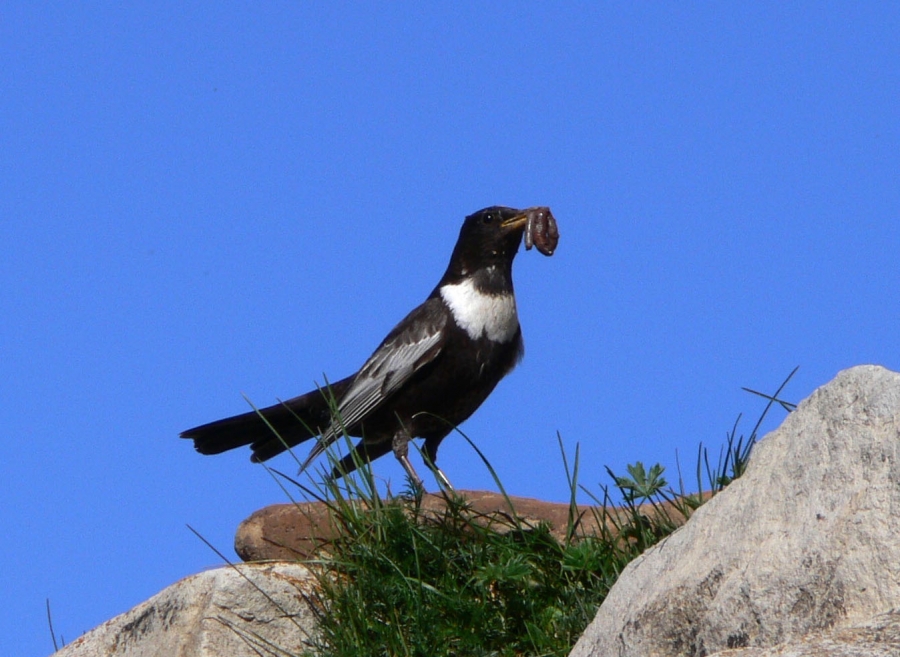 Ring Ouzel