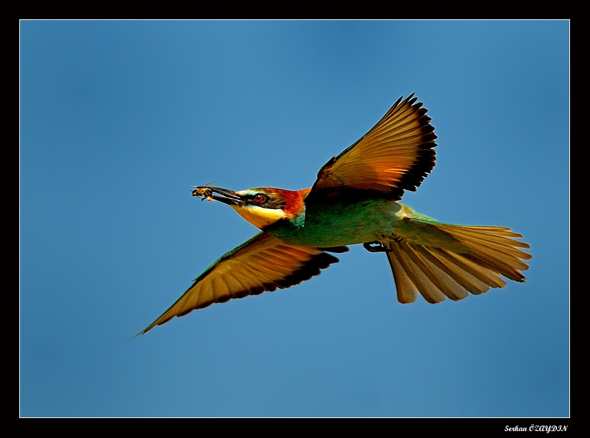 European Bee-eater