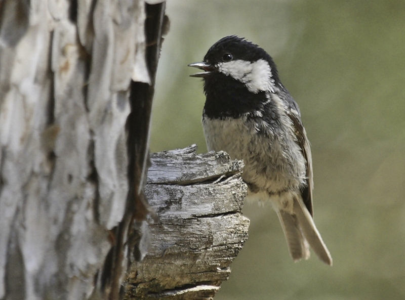 Coal Tit