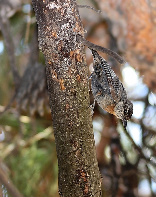 Krüper`s Nuthatch