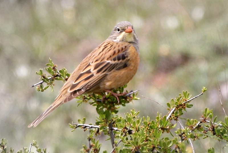 Ortolan Bunting