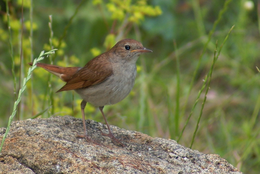 Common Nightingale