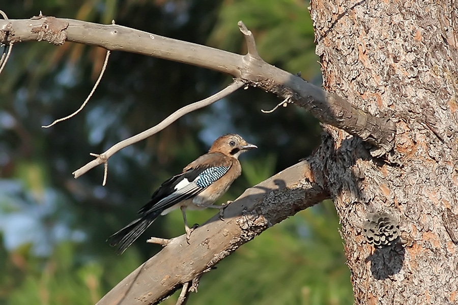 Eurasian Jay