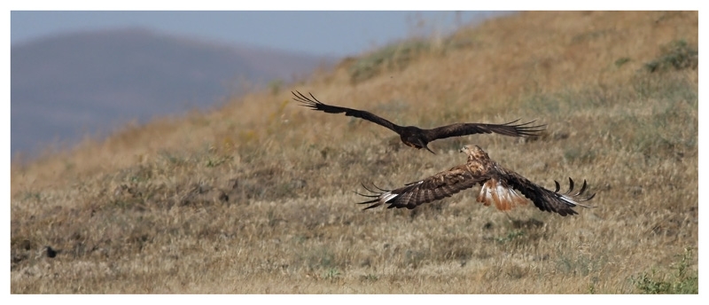 Black Kite