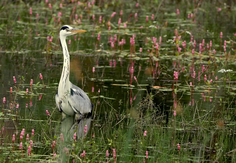 Grey Heron