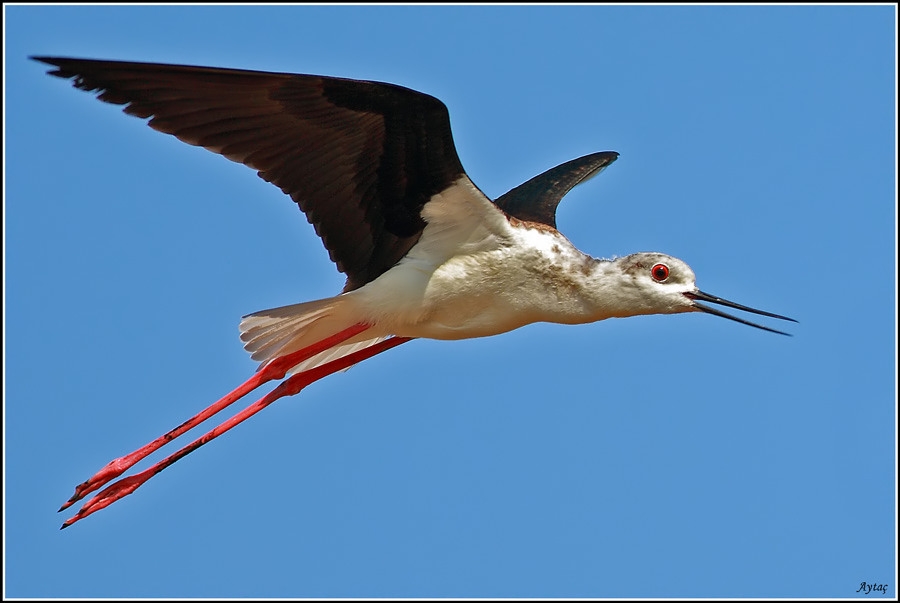 Black-winged Stilt