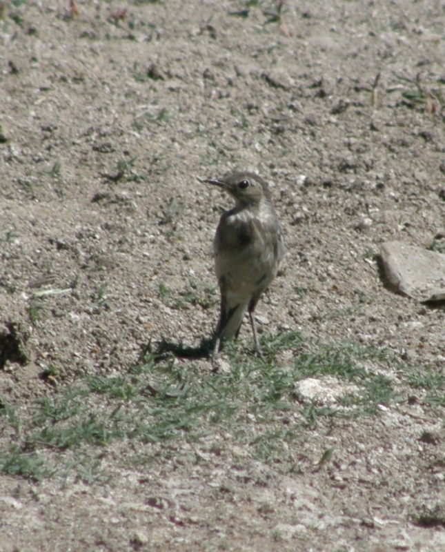 White Wagtail