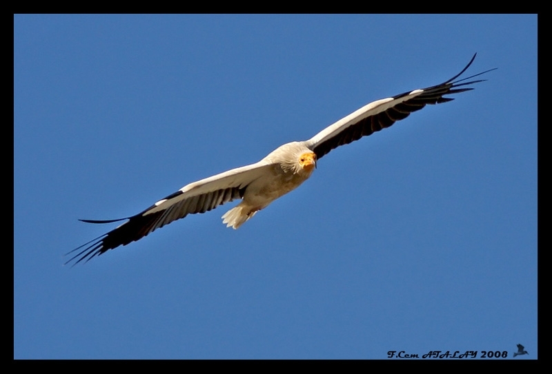 Egyptian Vulture