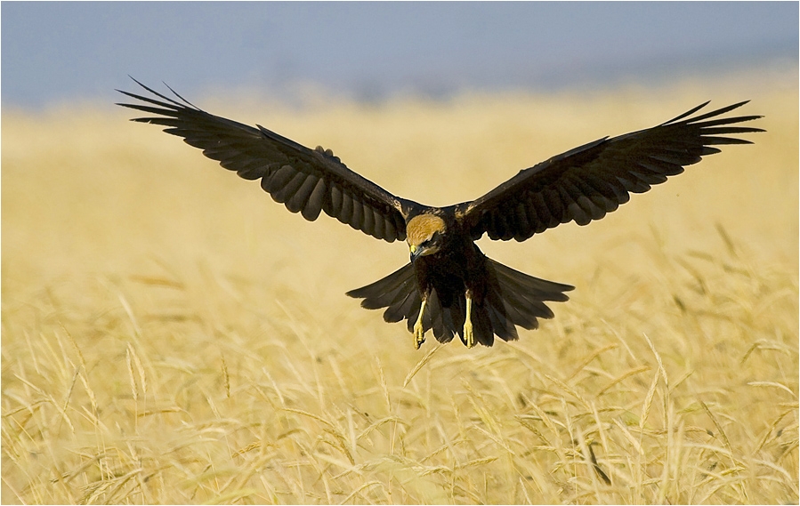 Western Marsh Harrier