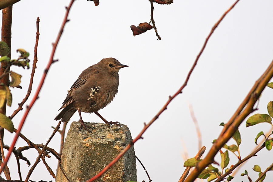 Common Starling
