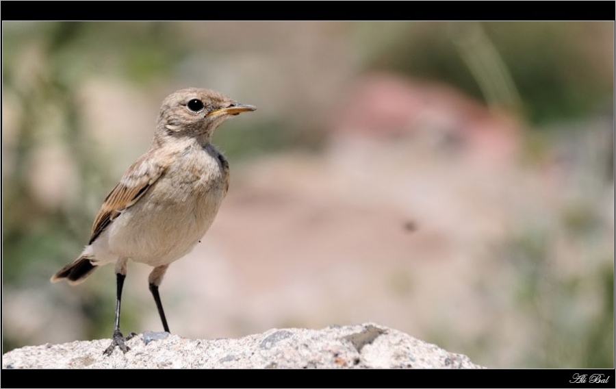 Isabelline Wheatear