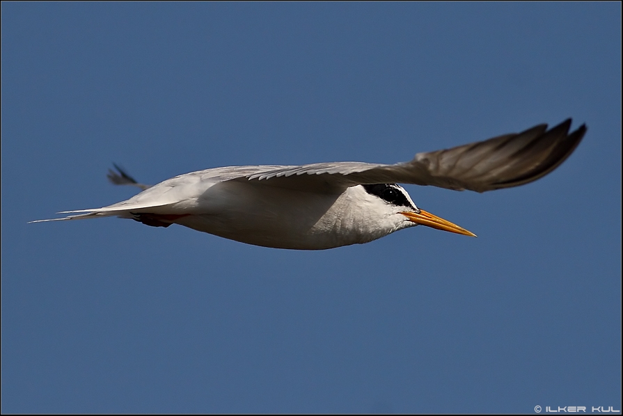 Little Tern