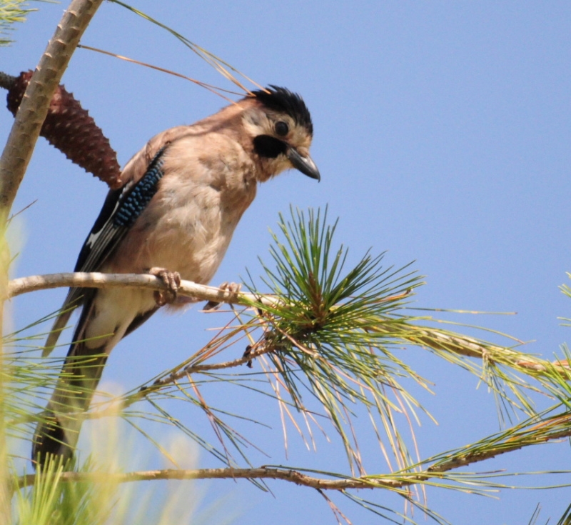 Eurasian Jay