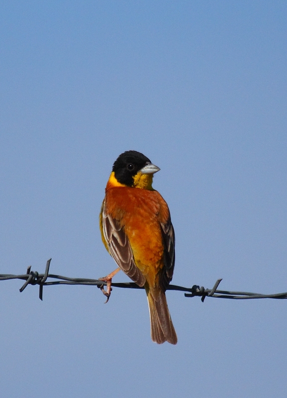 Black-headed Bunting