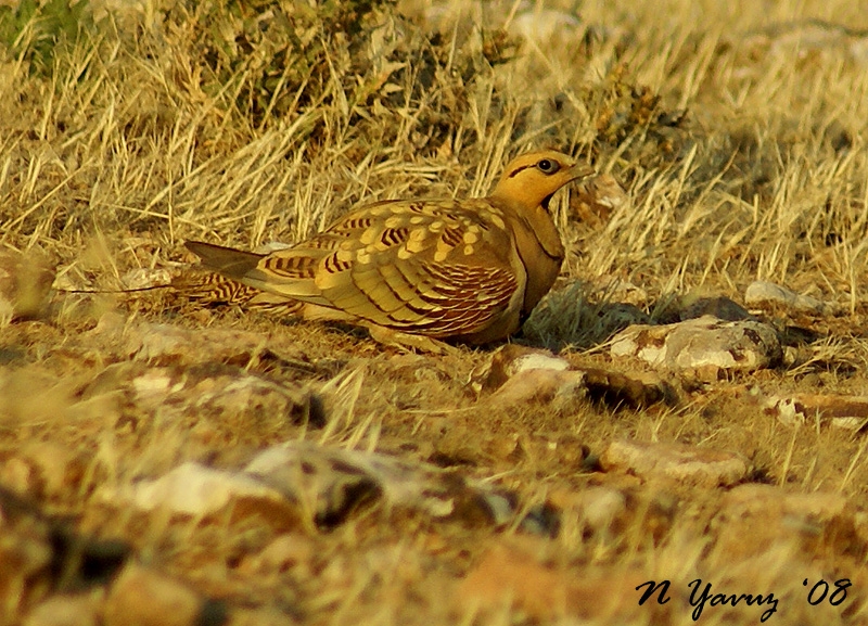 Pin-tailed Sandgrouse