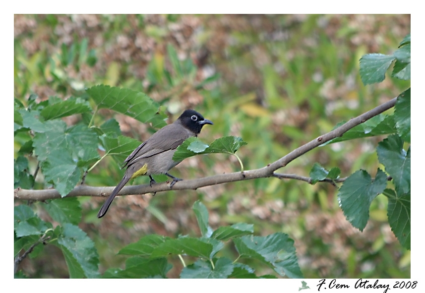 White-spectacled Bulbul