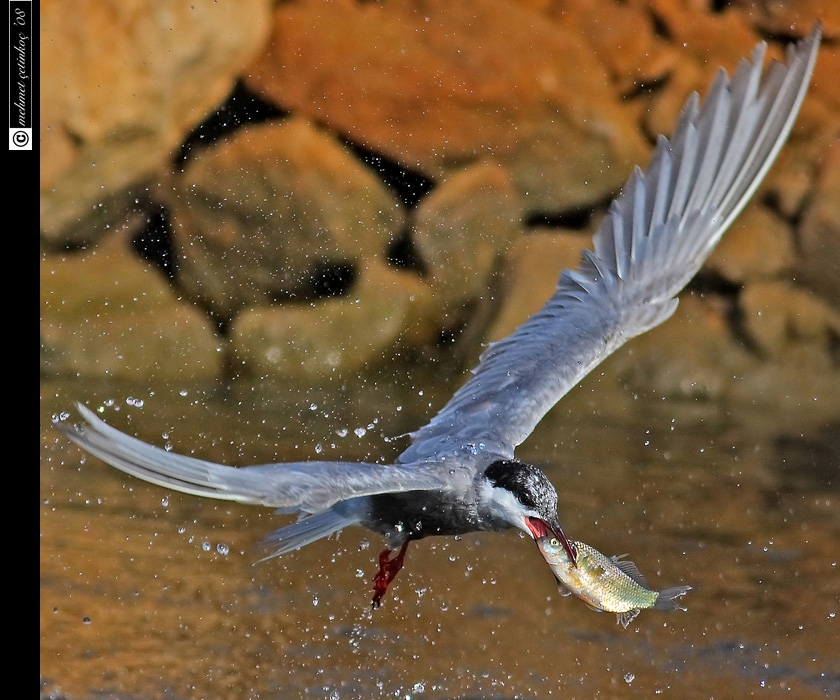 Whiskered Tern