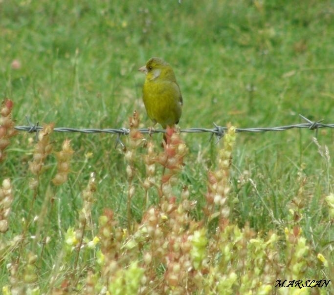 European Greenfinch
