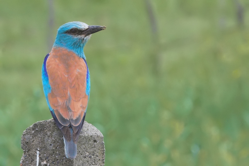 European Roller