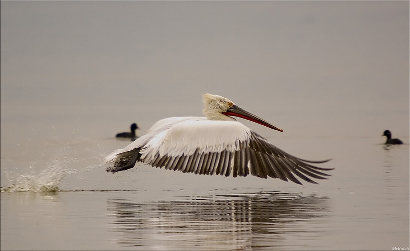 Dalmatian Pelican