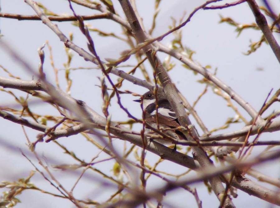 European Pied Flycatcher
