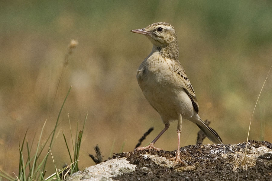Tawny Pipit