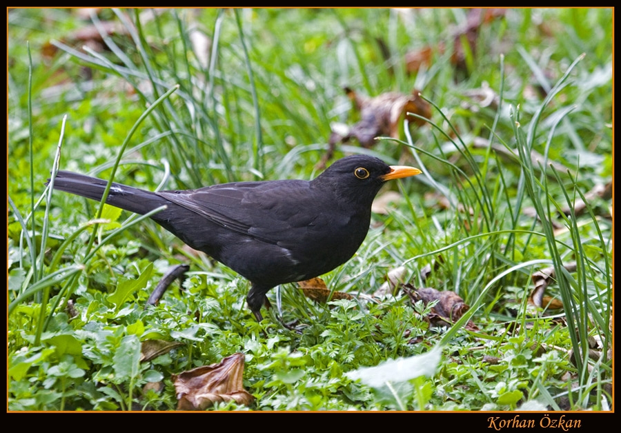 Karatavuk