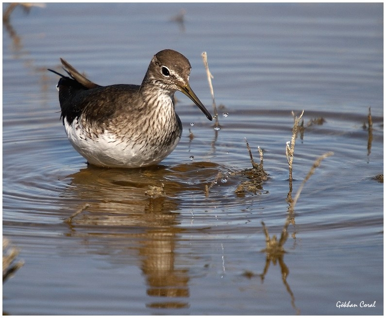 Green Sandpiper
