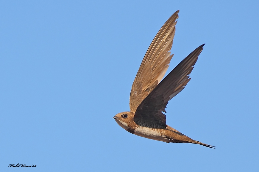 Alpine Swift