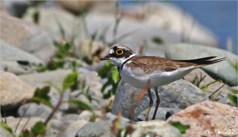 Little Ringed Plover